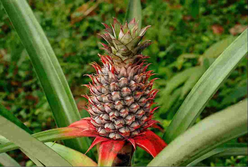 Pineapple The Significant Health Benefits HealthSabz